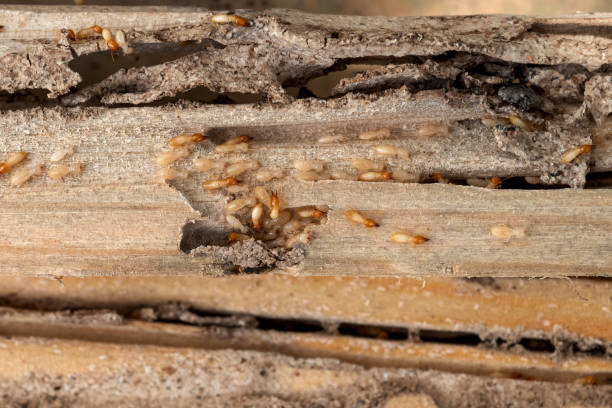 Best Exterminator Services  in Lemmon, SD